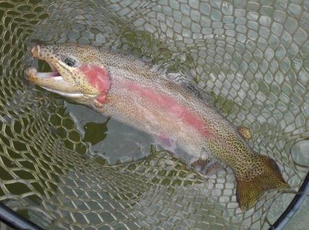 大安トラウトレイク 釣果